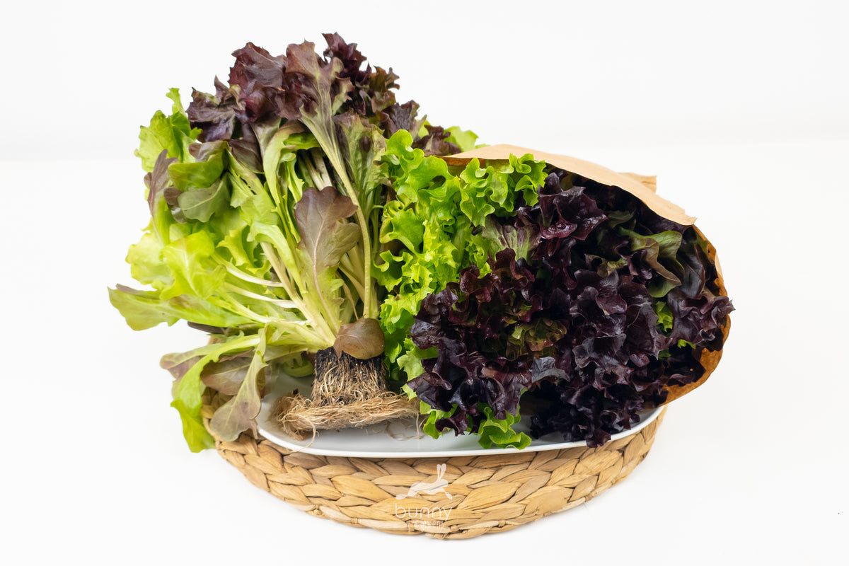 Wurzelsalate