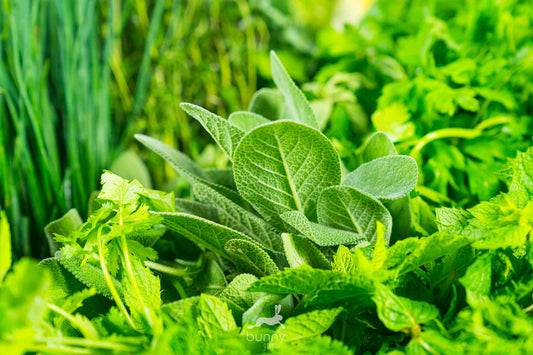 Greenbox Kräuterüberraschung