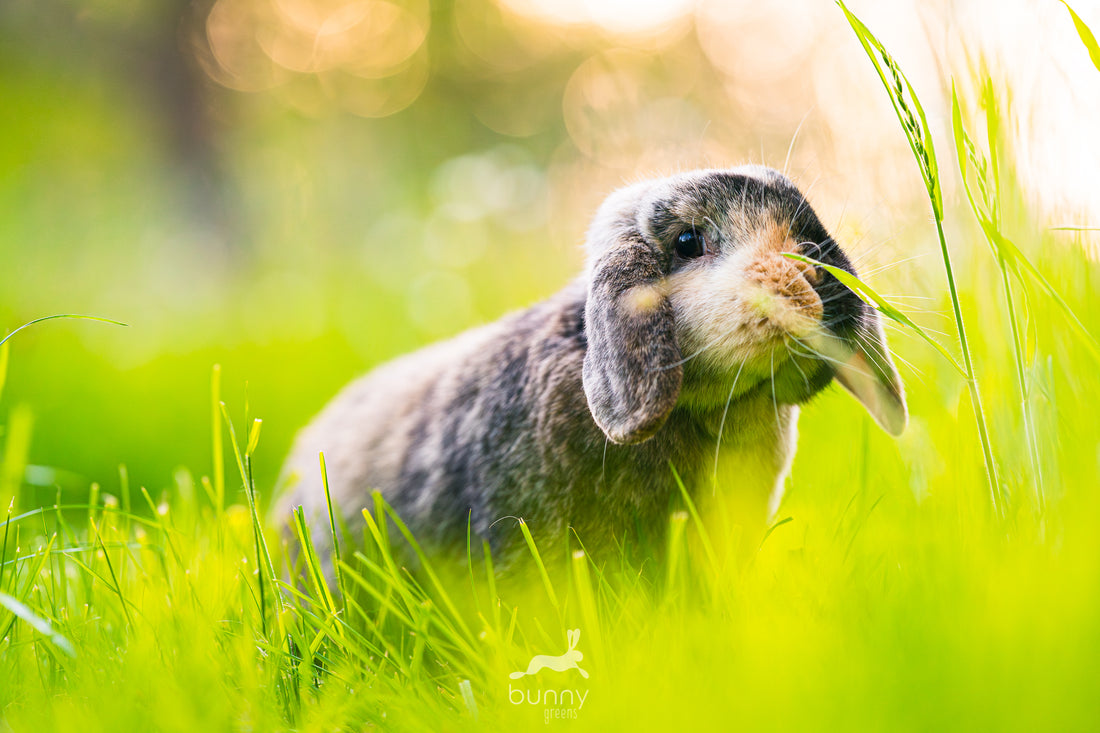 Kaninchen an Wiese schnuppernd