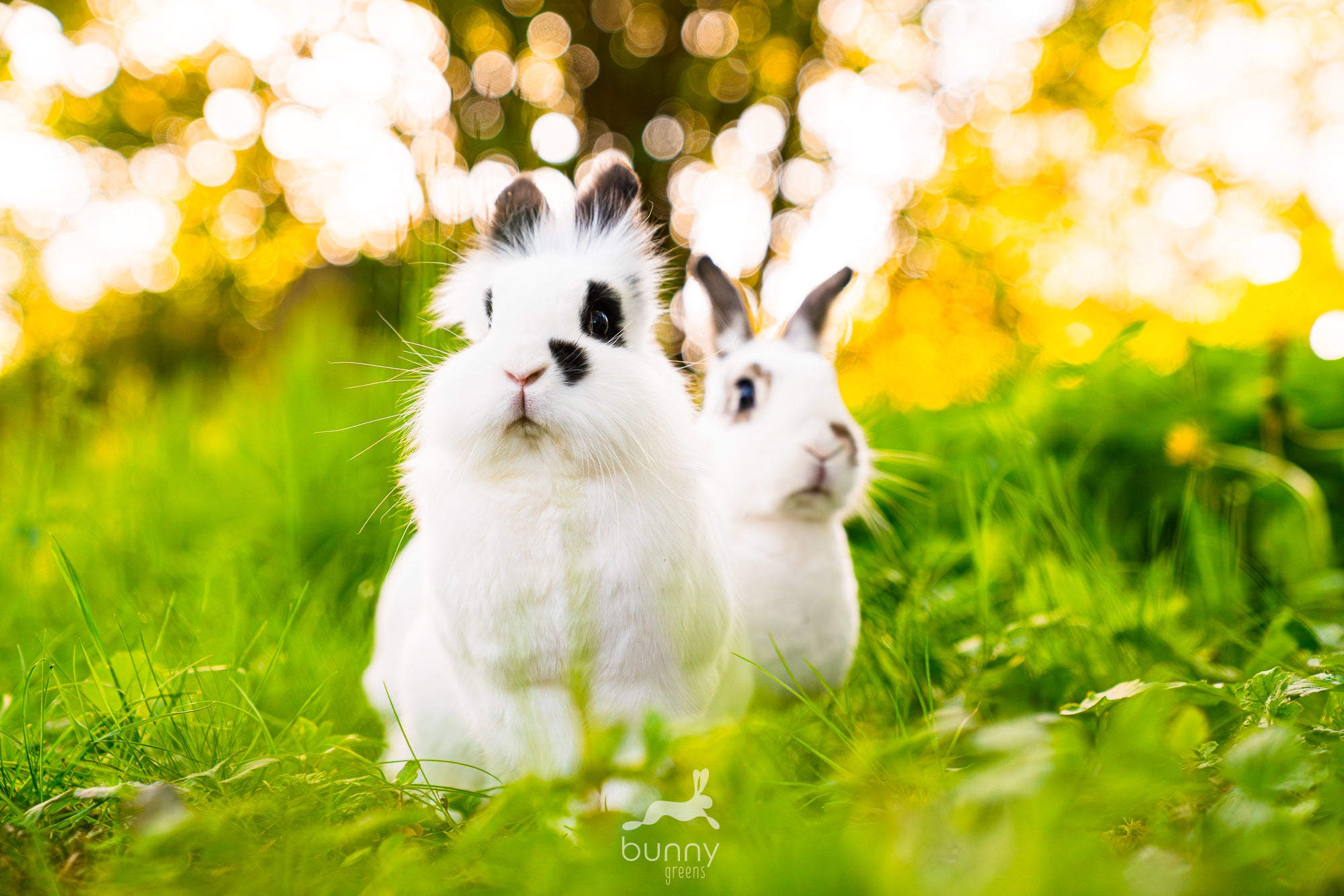 Kaninchen im artgerechten Gartenauslauf in die Kamera schauend.