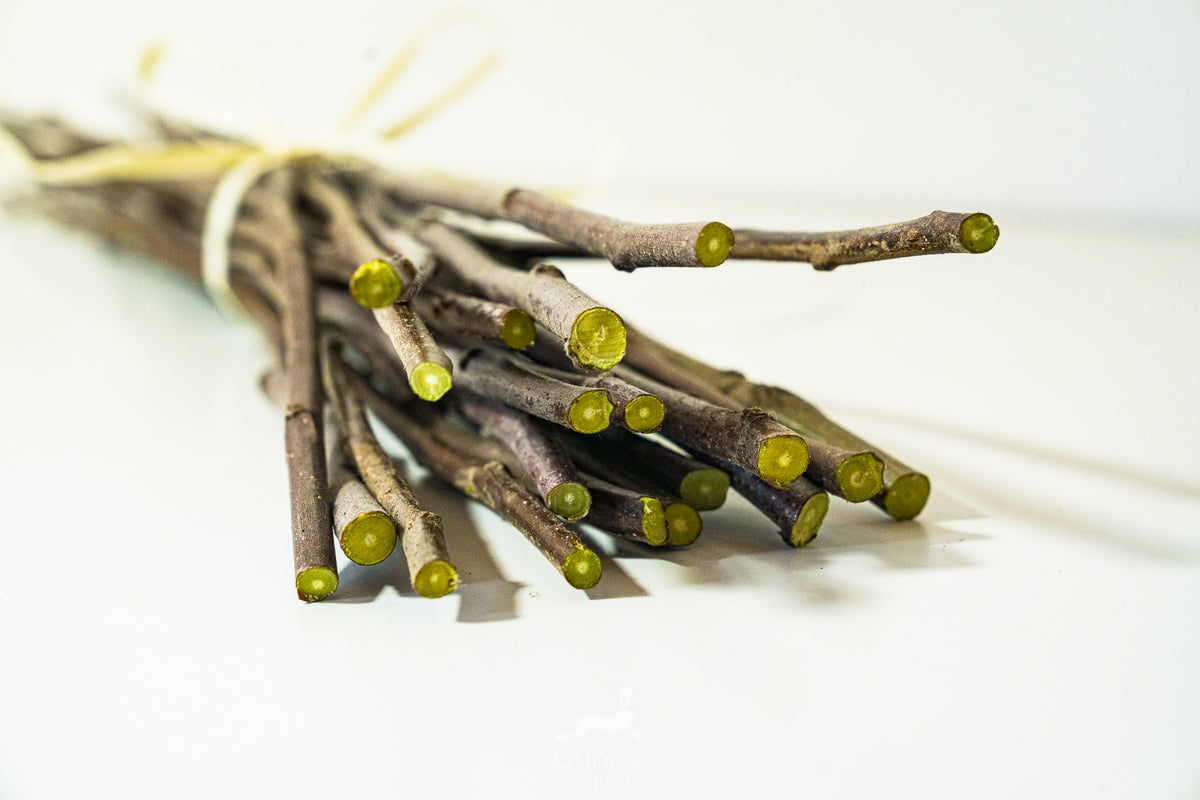 Zweige frisch – Bunny Greens