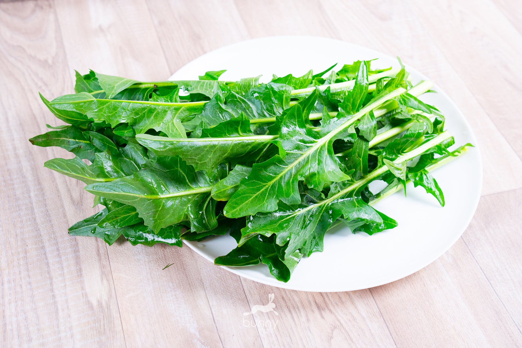 Spitzen von Löwenzahnsalat / Catalogna – Bunny Greens