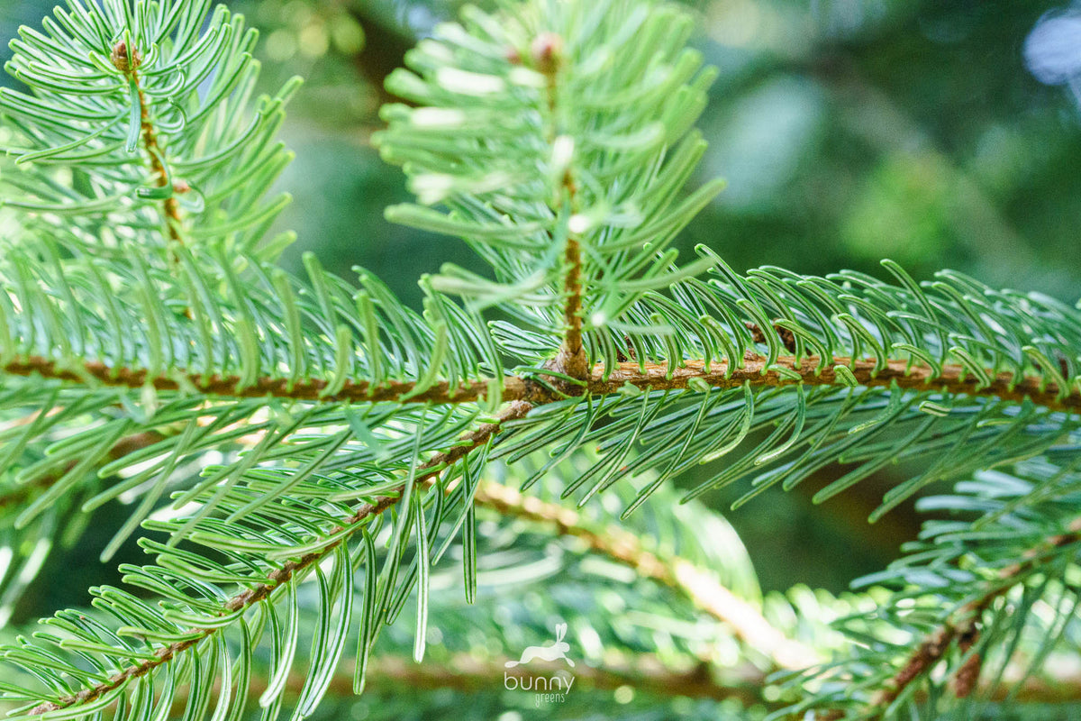 Tannenzweige frisch – Bunny Greens