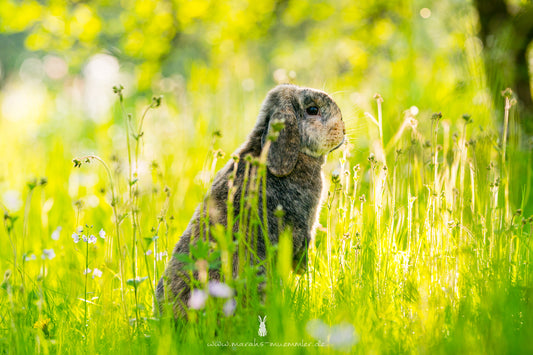 Greenbox - Frühling