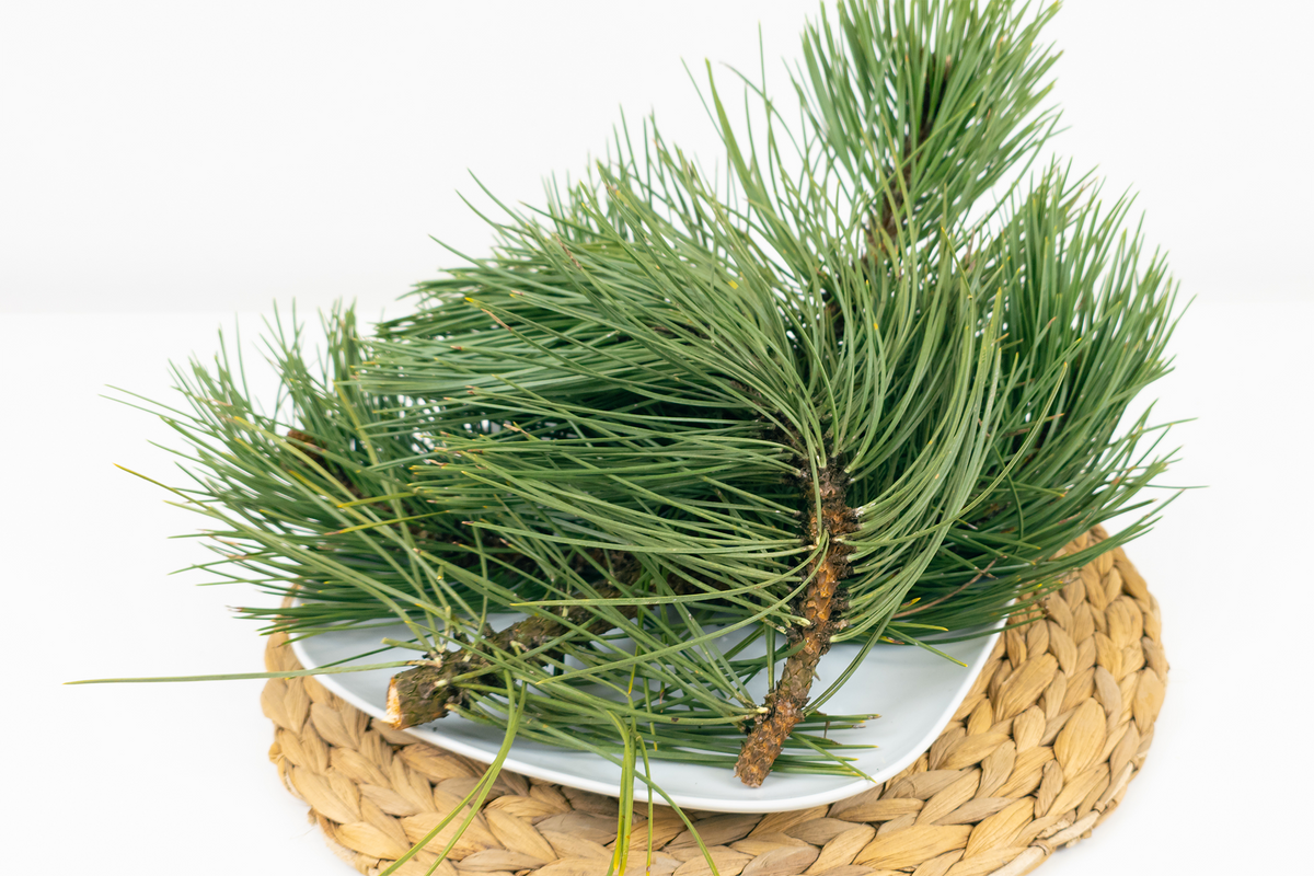 Kiefernzweige frisch – Bunny Greens