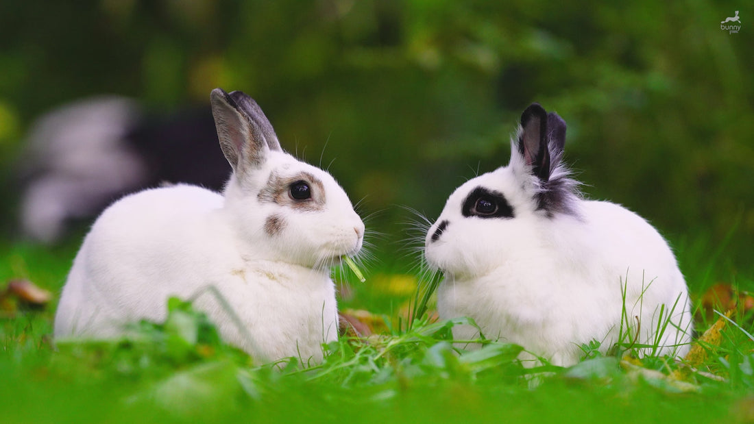 Vorstellungsvideo von Bunny Greens. Wir bieten leckeres, gesundes, frisches und vielfältiges Grün für deine Kaninchen.